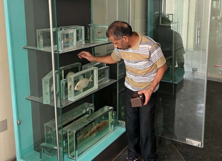 بخش ماهیان خلیج فارس در موزه دارآباد راه اندازی می‌شود